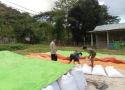 Pemantauan Lahan Jagung oleh Polsek Woja, Wujud Nyata Dukungan Ketahanan Pangan