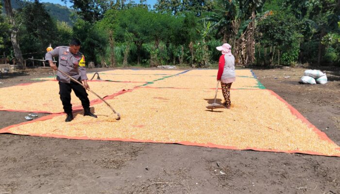 Lakukan Pemantauan Panen Jagung, Bhabinkamtibmas Dorong Distribusi Jagung ke Bulog