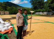 Intensifkan Pemantauan Ketahanan Pangan, Bhabinkamtibmas Polsek Kilo Dampingi Petani Jemur Jagung di Desa Kramat