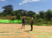 Bhabinkamtibmas Sorinomo Beri Motivasi Petani Tingkatkan Produktivitas Jagung