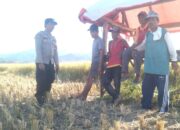 Sederhana Tapi Bermakna, Tanpa ada Jarak, Bhabinkamtibmas Polsek Woha Empati Sambangi dan Bantu Panen Padi Warga Binaan