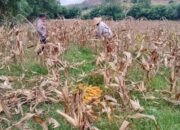 Lahan 3 Hektar di Sekotong Barat Meledak, Panen Jagung Melimpah Berkat Kawalan Polisi