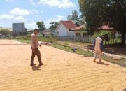 “Polisi Peduli” Bhabinkamtibmas Polsek Soromandi Sambang Kamtibmas Humanis dan Bantu Jemur Jagung Warga Binaan