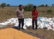 Bhabinkamtibmas Desa Tatar Dampingi Petani Panen Jagung, Wujud Dukungan Ketahanan Pangan