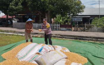 Bhabinkamtibmas Desa Kempo Dampingi Warga Panen Jagung, Dukung Ketahanan Pangan Nasional