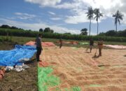 Laksanakan Pemantauan Hasil Panen Jagung Warga Bhabinkamtibmas Desa Karombo Dukung Program Ketahanan Pangan Nasional