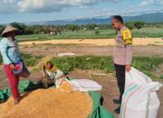 Pelaksanaan Pemantauan Penjemuran Jagung Warga oleh  Bhabinkamtibmas Desa Mumbu