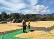 Bhabinkamtibmas Polsek Manggelewa Pantau Penjemuran Jagung Warga