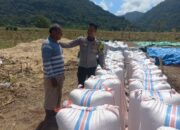 Bhabinkamtibmas Desa Tatar Dampingi Petani Panen Jagung, Wujud Nyata Dukungan Polri terhadap Ketahanan Pangan