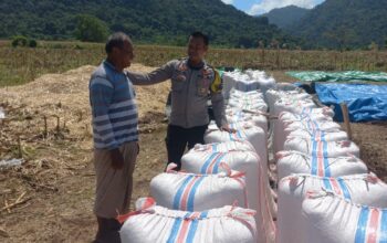Bhabinkamtibmas Desa Tatar Dampingi Petani Panen Jagung, Wujud Nyata Dukungan Polri terhadap Ketahanan Pangan