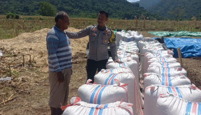 Bhabinkamtibmas Desa Tatar Dampingi Petani Panen Jagung, Wujud Nyata Dukungan Polri terhadap Ketahanan Pangan