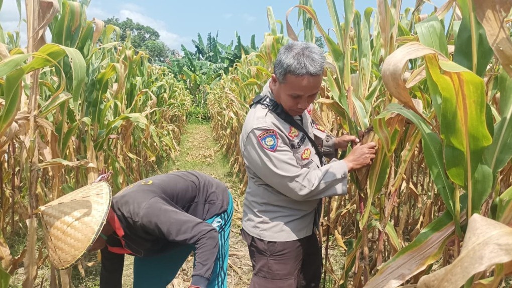 Optimalkan Potensi Agraria, Polsek Batulayar Edukasi Warga Manfaatkan Lahan Pekarangan untuk Budidaya Jagung