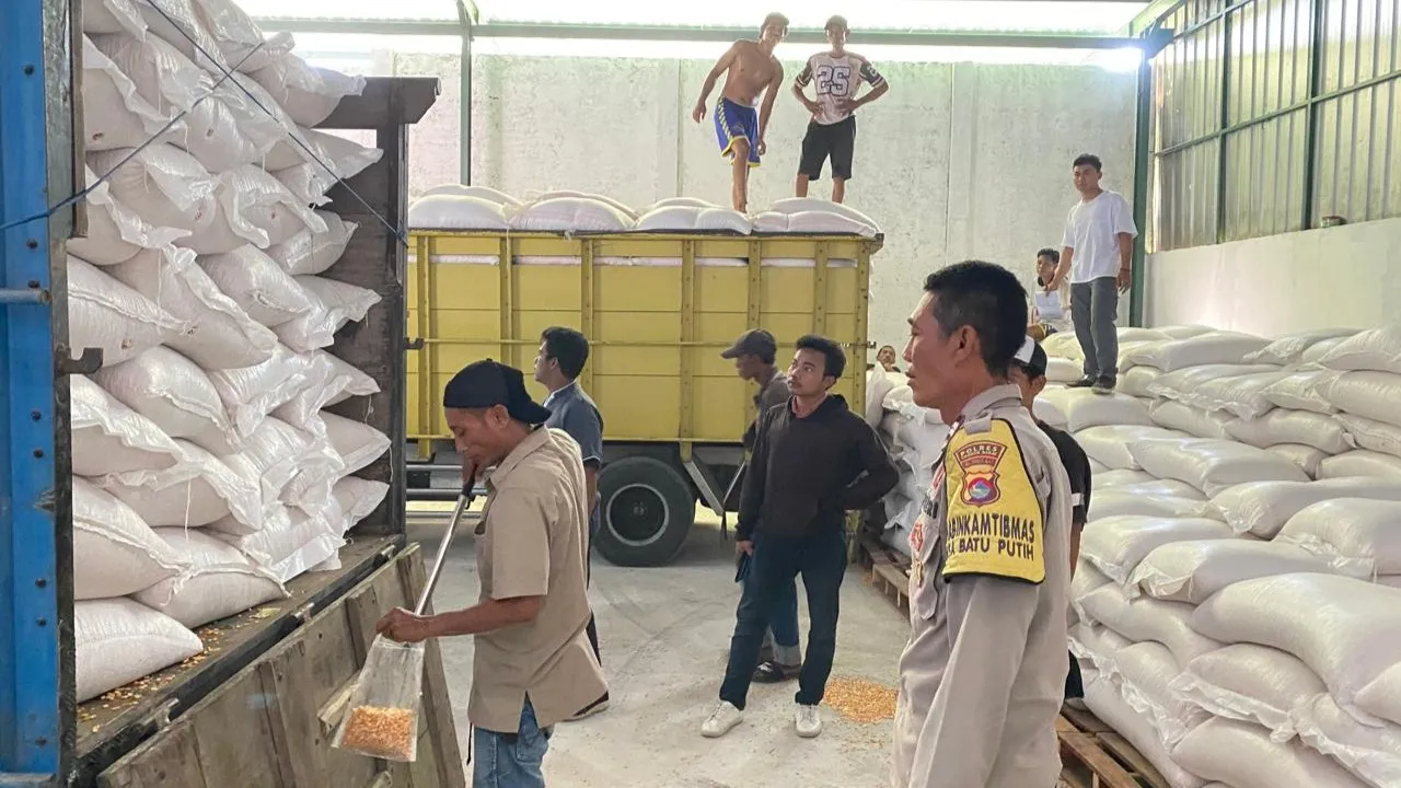 Pastikan Harga Stabil, Ribuan Ton Jagung dari Desa Batu Putih Dikawal Polisi Menuju Bulog