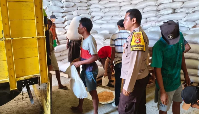 Sinergi Bhabinkamtibmas dan Petani Mareje Timur: Dorong Distribusi Hasil Panen Jagung Berkualitas ke Bulog