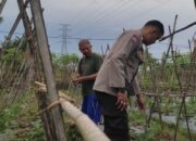 Polri Turun ke Sawah, Strategi Bhabinkamtibmas Labuapi Perkuat Kedaulatan Pangan Desa Kuranji Dalang