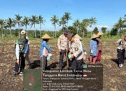 Sinergi Petani dan Pemerintah, Penanaman Jagung di Terara Dukung Ketahanan Pangan Nasional