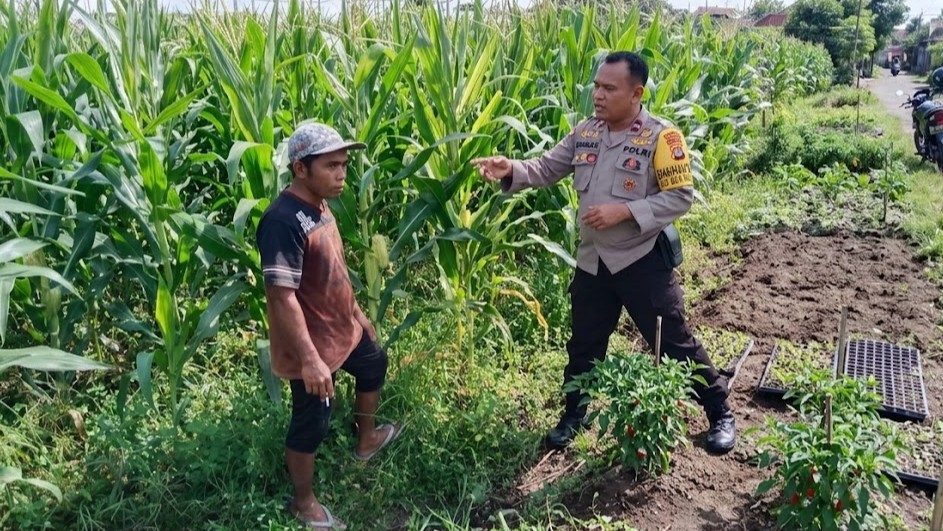 Petani Jagung Dusun Jogot Didorong Optimalkan Lahan Pekarangan