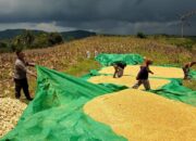 Mengawal Program Asta Cita di Desa: Aksi Nyata Polisi Lombok Barat Turun ke Sawah Bantu Petani Jagung