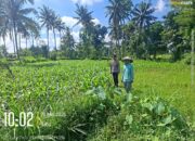 Bhabinkamtibmas Desa Jenggik Lakukan Pengecekan Tanaman Jagung di Dusun Samang