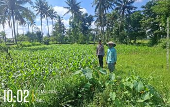 Bhabinkamtibmas Desa Jenggik Lakukan Pengecekan Tanaman Jagung di Dusun Samang
