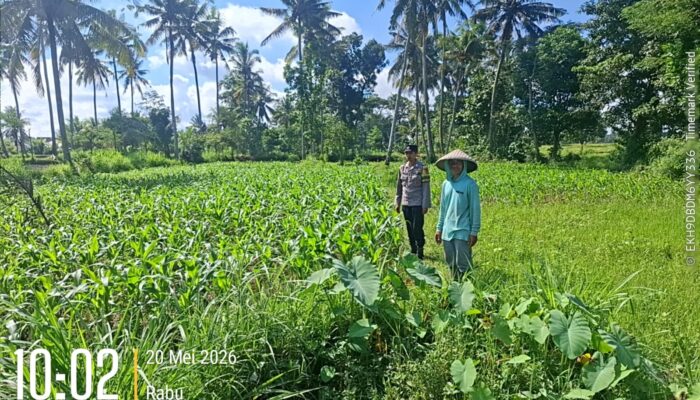 Bhabinkamtibmas Desa Jenggik Lakukan Pengecekan Tanaman Jagung di Dusun Samang