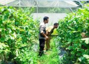 Bhabinkamtibmas Desa Bengkel Perkuat Ketahanan Pangan