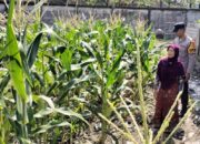 Bhabinkamtibmas Labuapi Gerakkan Warga Tanam Jagung di Lahan Kosong