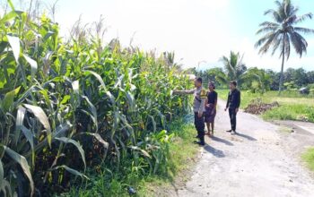 Bhabinkamtibmas Desa Aikmel Timur Monitoring Tanaman Jagung Warga untuk Dukung Ketahanan Pangan