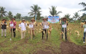 Polres Lombok Tengah Laksanakan Panen Raya Jagung Kuartal II Serentak Dukung Swasembada Pangan 2026