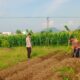 Sinergi Polsek Labuapi dan Petani Perkuat Stok Pangan