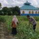 Strategi Polsek Labuapi Dorong Kemandirian Pangan Lewat Pekarangan
