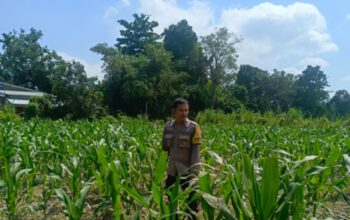 Cara Polisi Lombok Barat Sukseskan Ketahanan Pangan