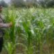 Polri Kawal Kemandirian Pangan Nasional di Desa Bagik Polak