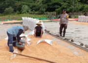 Bhabinkamtibmas Polsek Woja Pantau Penjemuran Jagung Warga, Dorong Peningkatan Ketahanan Pangan