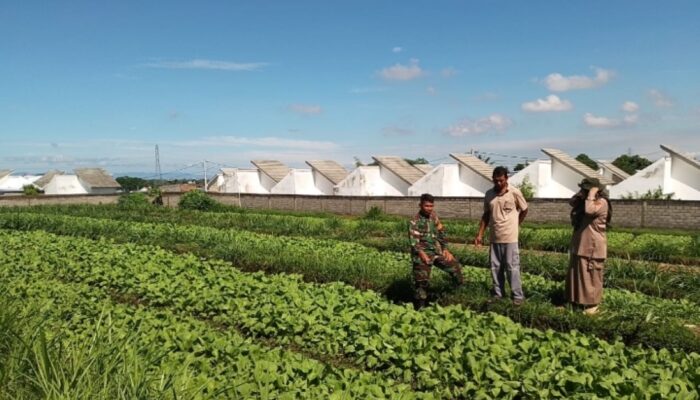 Babinsa Dampingi Petani Sawi Perkuat Ketahanan Pangan Desa