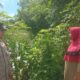 Dukung Ketahanan Pangan, Bhabinkamtibmas Desa Rhee Pantau Pertumbuhan Jagung Hibrida Warga