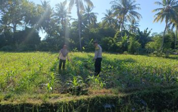 Dukung Ketahanan Pangan Nasional, Bhabinkamtibmas Desa Tarusa Pantau Penanaman Jagung Hibrida