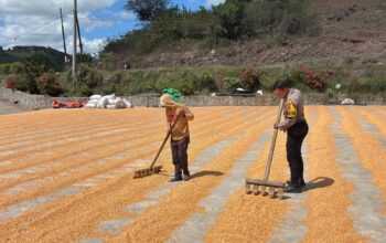 Dukung Ketahanan Pangan Nasional, Bhabinkamtibmas Rhee Loka Sambangi Petani Jagung
