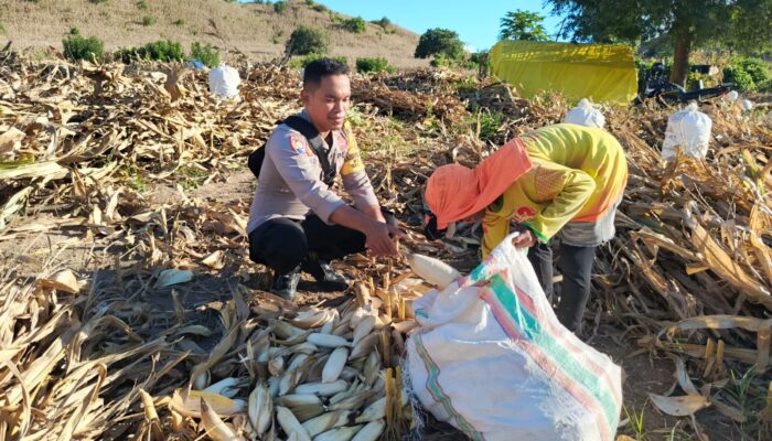 Bhabinkamtibmas Desa Mata Motivasi Petani Jagung Optimalkan Hasil Kebun