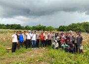 Kapolres Lombok Utara Hadiri Panen Raya Jagung Serentak, Dukung Swasembada Pangan Nasional