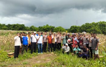 Kapolres Lombok Utara Hadiri Panen Raya Jagung Serentak, Dukung Swasembada Pangan Nasional