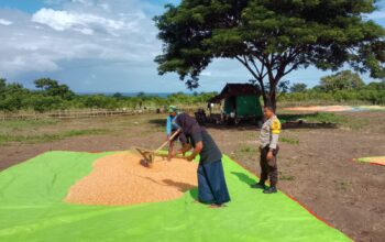 Panen Jagung Capai Belasan Ton, Bhabinkamtibmas Doropeti Berikan Motivasi kepada Petani