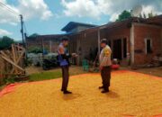 Bhabinkamtibmas Desa Jala Pantau Penjemuran Jagung Warga Dukung Ketahanan Pangan Nasional