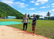 Bhabinkamtibmas Desa Adu Pantau Penjemuran Jagung Warga Dukung Ketahanan Pangan Nasional