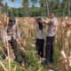 Polsek Sekotong Kawal Panen Jagung di Batu Putih
