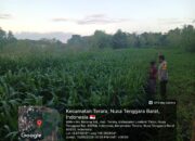 Bhabinkamtibmas Desa Rarang Batas Cek Tanaman Jagung Milik Warga Di Dusun Bolor Sembe