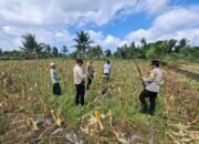 Polres Lombok Tengah Matangkan Persiapan Panen Raya Serentak Kuartal II Tahun 2026
