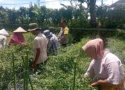 Bhabinkamtibmas Desa Kesik Polsek Masbagik Cek Lahan Ketahanan Pangan Bergizi Tanaman Cabai