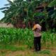 Polsek Labuapi Fasilitasi Hasil Panen Jagung Petani ke Bulog