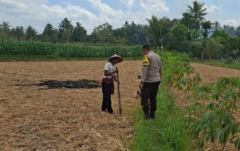 Bhabinkamtibmas Desa Sukadana Monitoring Tanaman Jagung Milik Kelompok Tani Dile Semprong I